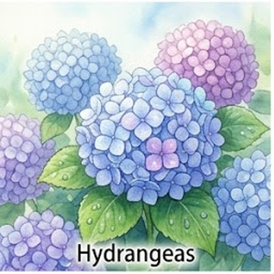 紫陽花
