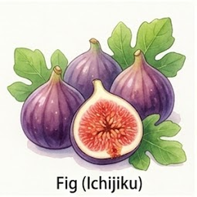 いちじくの芽かき